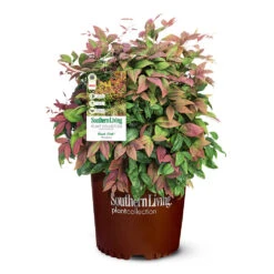 Blush Pink™ Nandina Shrub -Flourish Garden Blush Pink Nandina 6