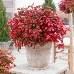 Blush Pink™ Nandina Shrub