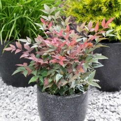 Blush Pink™ Nandina Shrub -Flourish Garden Blush Pink Nandina FGT 5