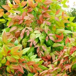 Blush Pink™ Nandina Shrub -Flourish Garden Blush Pink Nandina FGT 6