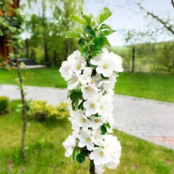 Blushing Delight™ Columnar Apple Tree -Flourish Garden Blushing Delight Columnar Apple 3