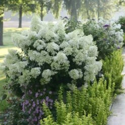 Bobo® Hydrangea Shrub 8 Bobo® Hydrangea Shrub -Flourish Garden Bobo Hyrangea 2 FGT