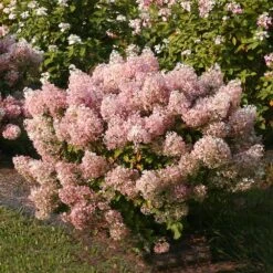 Bobo® Hydrangea Shrub 9 Bobo® Hydrangea Shrub -Flourish Garden Bobo Hyrangea 4 FGT