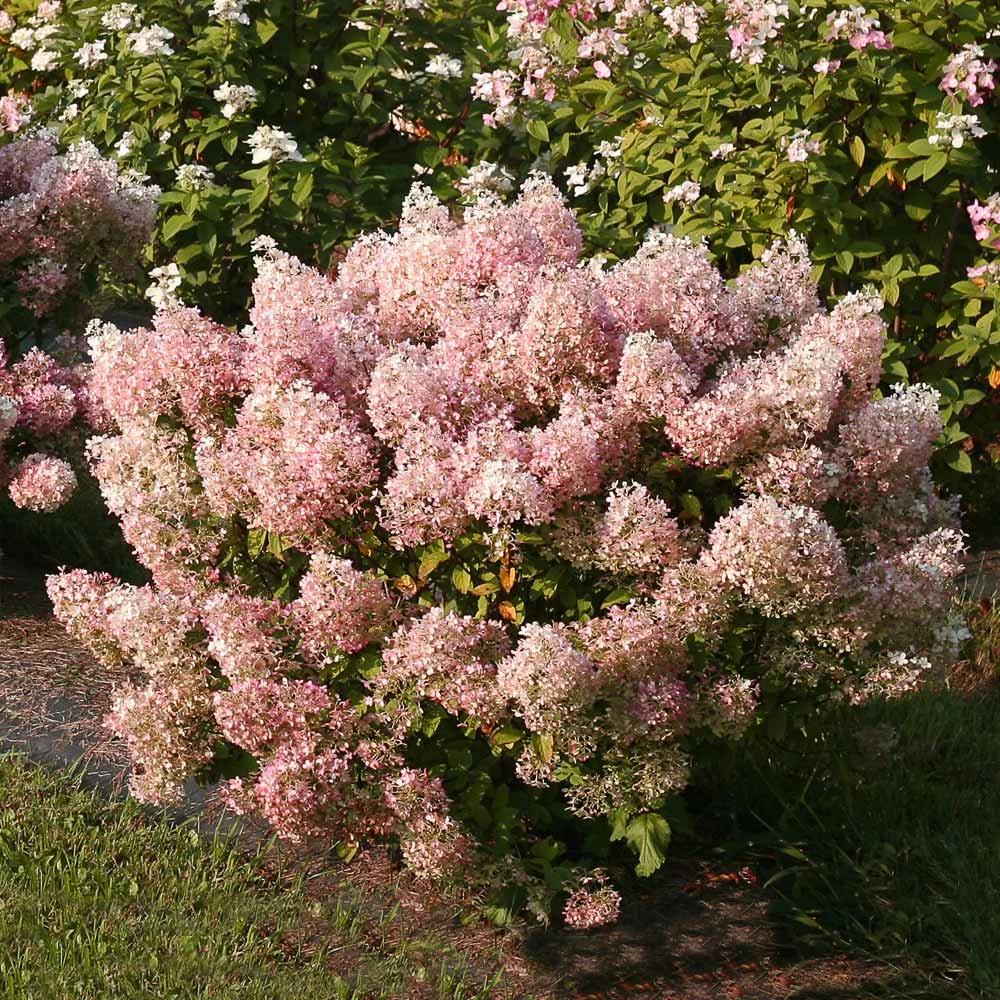 Bobo® Hydrangea Shrub 4 Bobo® Hydrangea Shrub - Image 4