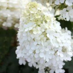 Bobo® Hydrangea Shrub 10 Bobo® Hydrangea Shrub -Flourish Garden Bobo Hyrangea 5