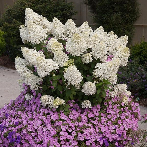 Bobo® Hydrangea Shrub 1 Bobo® Hydrangea Shrub