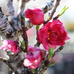 Bonanza Patio Peach Tree -Flourish Garden Bonanza Peach tree 4 FGT