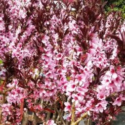 Bonfire Patio Peach Tree -Flourish Garden Bonfire Peach 3 FGT