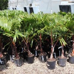 Bottle Palm Tree 8 Bottle Palm Tree -Flourish Garden Bottle Palm 3