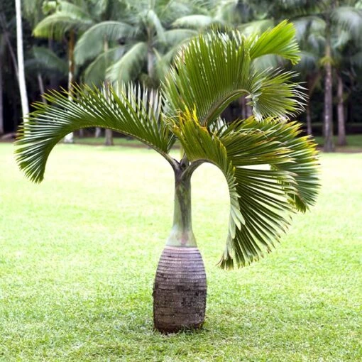 Bottle Palm Tree 1 Bottle Palm Tree -Flourish Garden Bottle Palm 600x600 5009a663 46fe 4e5b aa75 9d99847111d4