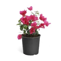Barbara Karst Bougainvillea -Flourish Garden Bougainvillea Barbera Karst 6inch 68480f0d df5e 4cb0 b8d1 912b64b1b5ce