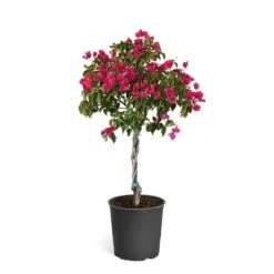 Barbara Karst Bougainvillea -Flourish Garden Bougainvillea Barbera Karst Tree 46e6ff16 c20a 427c 82cd c6d7d103fd68