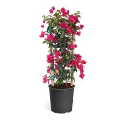Barbara Karst Bougainvillea -Flourish Garden Bougainvillea Barbera Karst Trellis c50b3fdc 836a 4431 b642 46324d3f2616