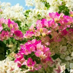 Bi-Color Bougainvillea Tree 5 Bi-Color Bougainvillea Tree -Flourish Garden Bougainvillea Braided 1