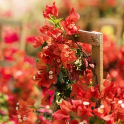 Sundown Orange Bougainvillea -Flourish Garden Bougainvillea Sundown 2 FGT