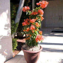 Sundown Orange Bougainvillea -Flourish Garden Bougainvillea Sundown 4