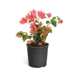 Sundown Orange Bougainvillea -Flourish Garden Bougainvillea Sundown 6qt
