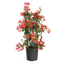 Sundown Orange Bougainvillea -Flourish Garden Bougainvillea Sundown TR