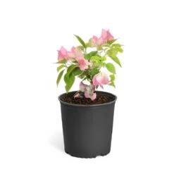 Thai Delight Bougainvillea -Flourish Garden Bougainvillea Thai 6inch 2b64339f 3e7d 4698 81c3 7b79fad40cd5