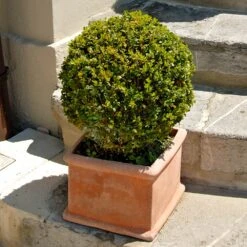 Titan Boxwood Shrub -Flourish Garden Boxwood Titan 6