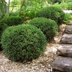 Wintergreen Boxwood Shrub -Flourish Garden Boxwood Wintergreen 2
