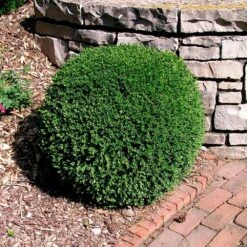 Wintergreen Boxwood Shrub -Flourish Garden Boxwood Wintergreen 3