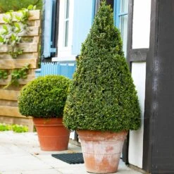 Wintergreen Boxwood Shrub -Flourish Garden Boxwood Wintergreen 4