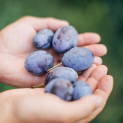 Brooks Plum Tree -Flourish Garden Brooks Plum 3