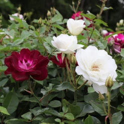 Burgundy Iceberg And Iceberg Two-fer® Rose Tree -Flourish Garden Burgandy Iceburg ROse Tree 1