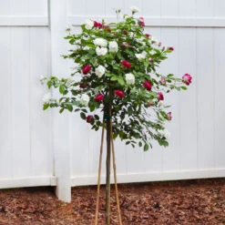 Burgundy Iceberg And Iceberg Two-fer® Rose Tree -Flourish Garden Burgandy Iceburg ROse Tree 4