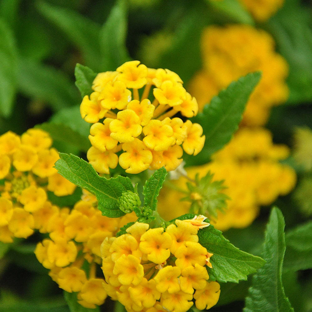 Chapel Hill Yellow Lantana 3 Chapel Hill Yellow Lantana - Image 3
