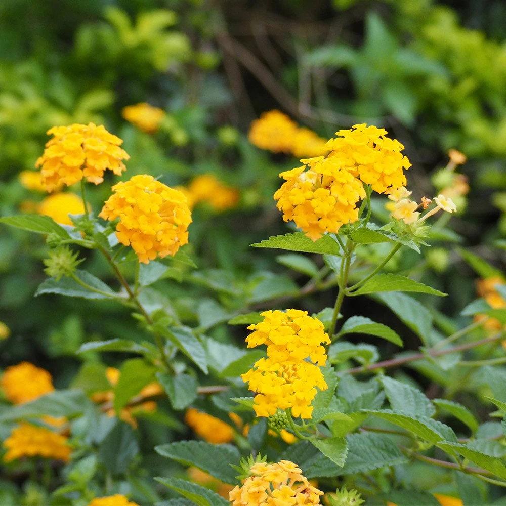 Chapel Hill Yellow Lantana 2 Chapel Hill Yellow Lantana - Image 2