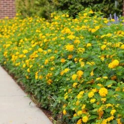 New Gold Lantana -Flourish Garden CHapel Hill gold lantana 4
