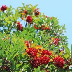 Chindo Sweet Viburnum Shrub -Flourish Garden CHindo Viburnum 1