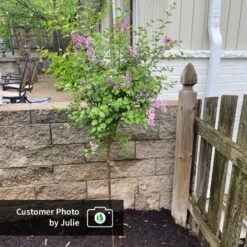 Dwarf Korean Lilac Tree -Flourish Garden CPB DwarfKoreanLilacTree Julie ugc test