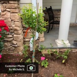 Dwarf Korean Lilac Tree -Flourish Garden CPB DwarfKoreanLilacTree MicheleS ugc test