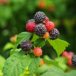 Cumberland Black Raspberry -Flourish Garden CUmberland Black RAspberry 1 FGT