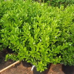 Calamondin Bush -Flourish Garden Calamondin Bush 7
