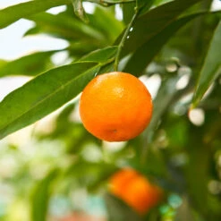 California Honey Mandarin Tree -Flourish Garden California Mandarin 3