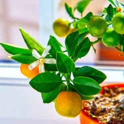 Calamondin Tree -Flourish Garden Calomondin 5