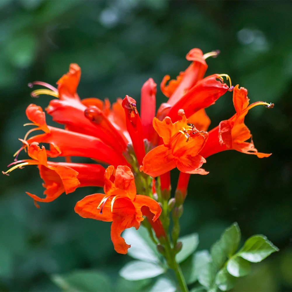 Cape Honeysuckle 2 Cape Honeysuckle - Image 2
