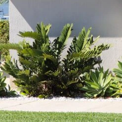 Cardboard Palm Tree -Flourish Garden Cardboard Palm 3 FGT