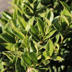 Carissa Holly -Flourish Garden Carissa Holly 2