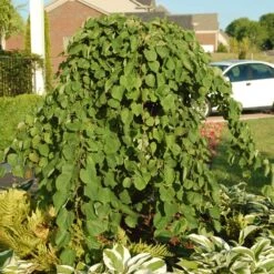 Cascading Hearts Redbud Tree 8 Cascading Hearts Redbud Tree -Flourish Garden Cascading Hearts Redbud 2