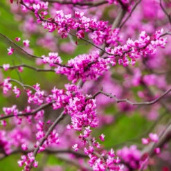 Cascading Hearts Redbud Tree 9 Cascading Hearts Redbud Tree -Flourish Garden Cascading Hearts Redbud 3