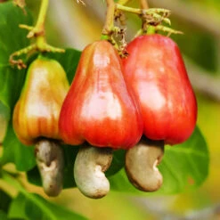 Cashew Tree -Flourish Garden Cashew Nut Tree 7