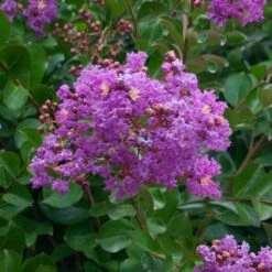 Catawba Crape Myrtle Tree -Flourish Garden Catawba Crape Myrtle 1 FGT