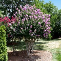 Catawba Crape Myrtle Tree -Flourish Garden Catawba Crape Myrtle 4 FGT