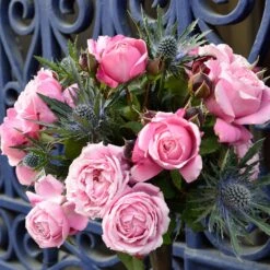 Cathedral Bells Rose 6 Cathedral Bells Rose -Flourish Garden Cathedral Bells Rose Tree 2