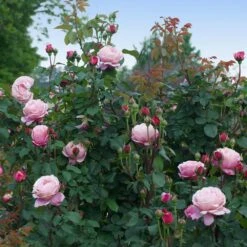 Cathedral Bells Rose 7 Cathedral Bells Rose -Flourish Garden Cathedral Bells Rose Tree 3